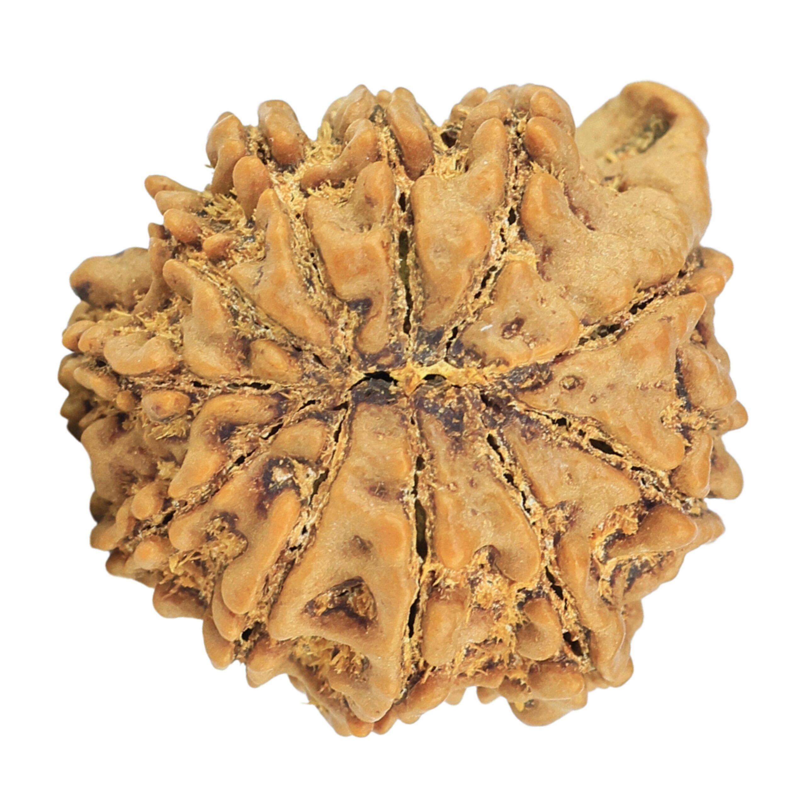 11 Mukhi Ganesh 22.4mm 4gm - Rudraksha back