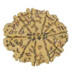 10 Mukhi Rudraksha 29.7mm 6.11gm - Rudraksha back
