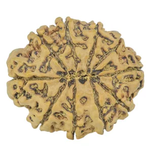 10 Mukhi Rudraksha 29.7mm 6.11gm - Rudraksha back
