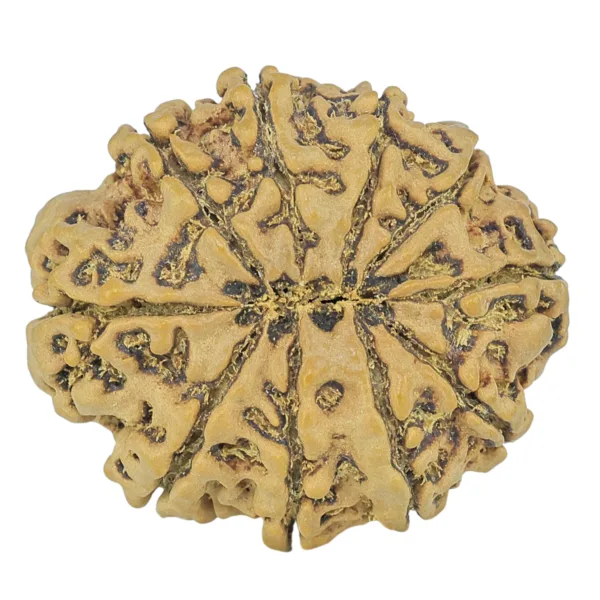 10 Mukhi Rudraksha 29.7mm 6.11gm - Rudraksha back