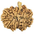 11 Mukhi Ganesh 28.1mm 4.76gm - Rudraksha back