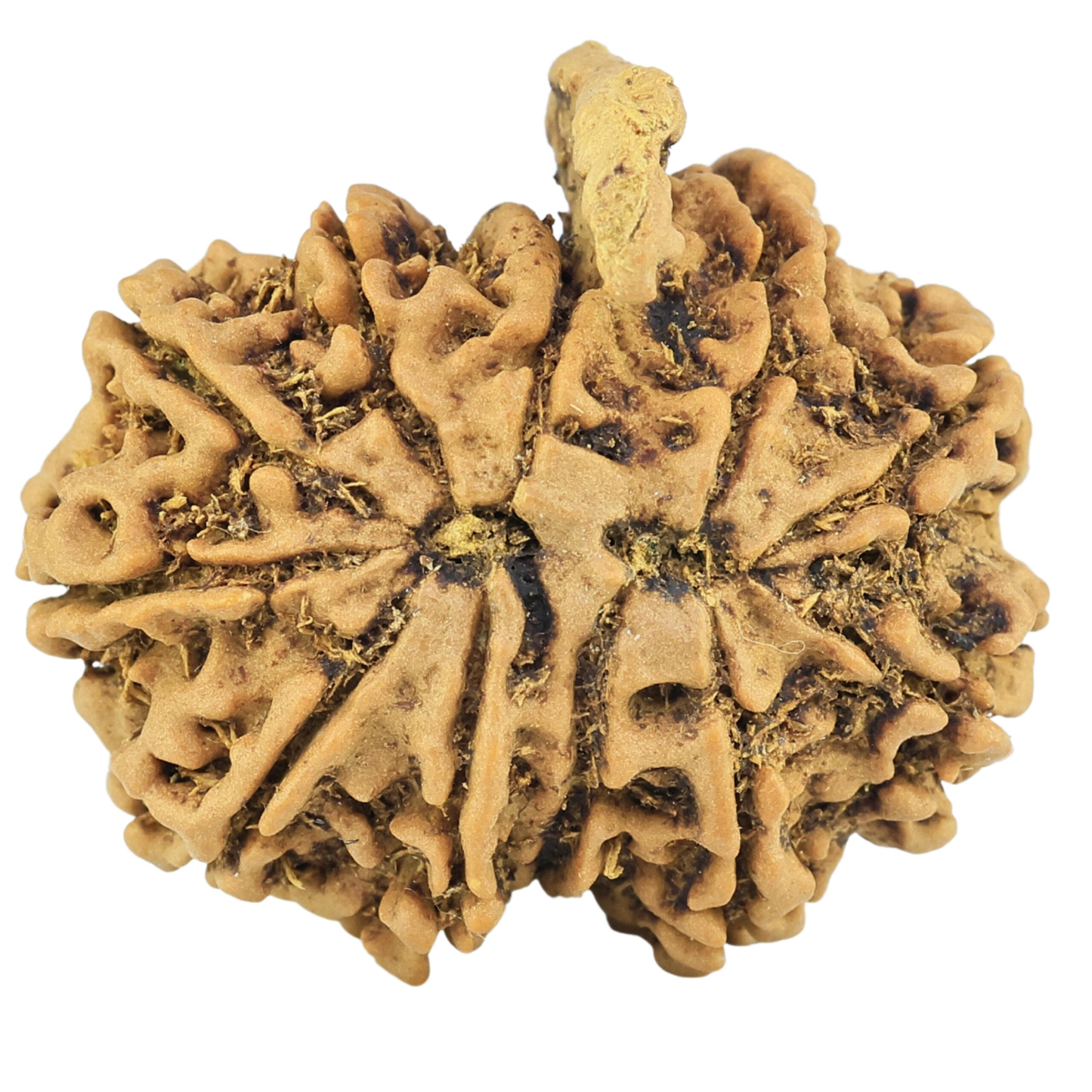11 Mukhi Ganesh 28.1mm 4.76gm - Rudraksha back