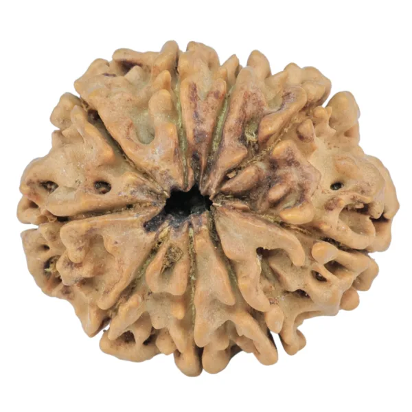 9 Mukhi Rudraksha 25.5mm 3.5gm - Rudraksha back