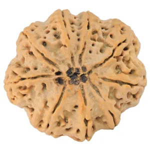 9 Mukhi Rudraksha 32.4mm 8.44gm - Rudraksha back