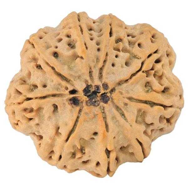 9 Mukhi Rudraksha 32.4mm 8.44gm - Rudraksha back