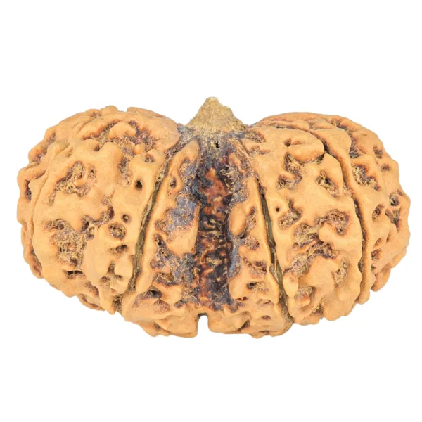 10 Mk Gaurishankar 40.6mm 8.6gm - Rudraksha back