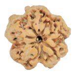 1MK(Underdeveloped) 23.2mm 3.78gm - Rudraksha back