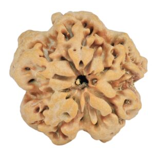 1MK(Underdeveloped) 23.2mm 3.78gm - Rudraksha back