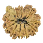 10 Mukhi Ganesh 24.3mm 2.74gm - Rudraksha back