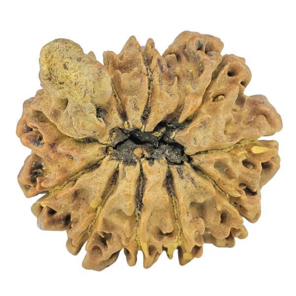10 Mukhi Ganesh 24.3mm 2.74gm - Rudraksha back