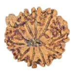 9 Mukhi Ganesh 24.2mm 3.31gm - Rudraksha back