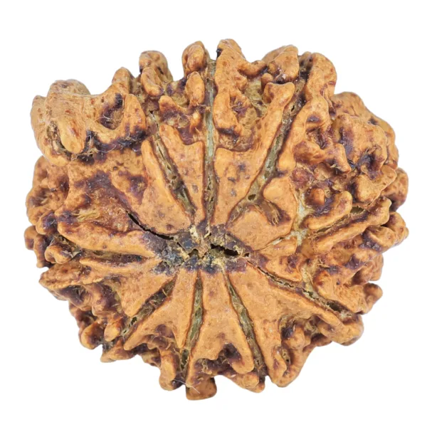 9 Mukhi Ganesh 24.2mm 3.31gm - Rudraksha back