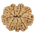 9 Mukhi Rudraksha 31.8mm 8.12gm - Rudraksha back
