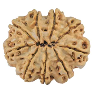9 Mukhi Rudraksha 31.8mm 8.12gm - Rudraksha back