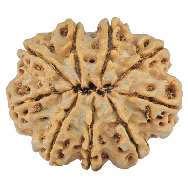 9 Mukhi Rudraksha 31.8mm 8.12gm - Rudraksha back