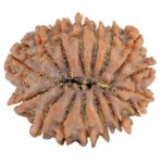 16 Mukhi Rudraksha 24.9mm 3.36gm - Rudraksha back