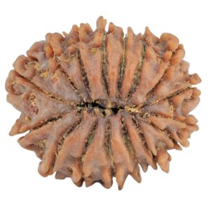 16 Mukhi Rudraksha 24.9mm 3.36gm - Rudraksha back