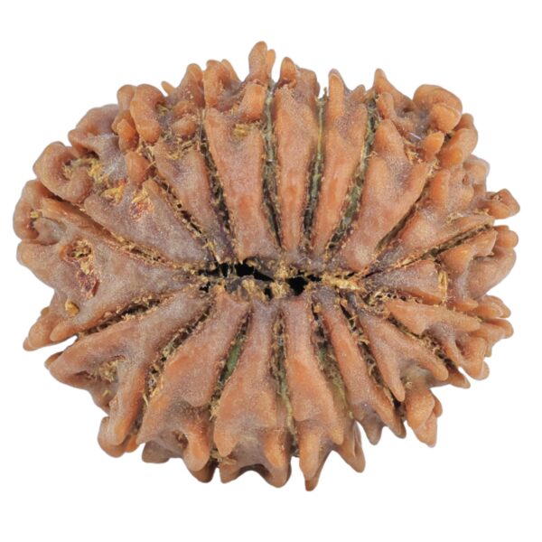 16 Mukhi Rudraksha 24.9mm 3.36gm - Rudraksha back