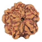 1MK(Underdeveloped) 23.1mm 4.09gm - Rudraksha back