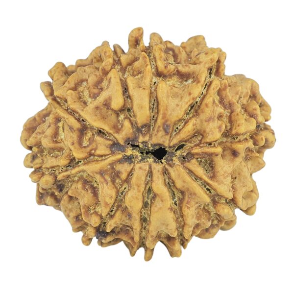 10 Mukhi Rudraksha 24.7mm 3.61gm - Rudraksha back