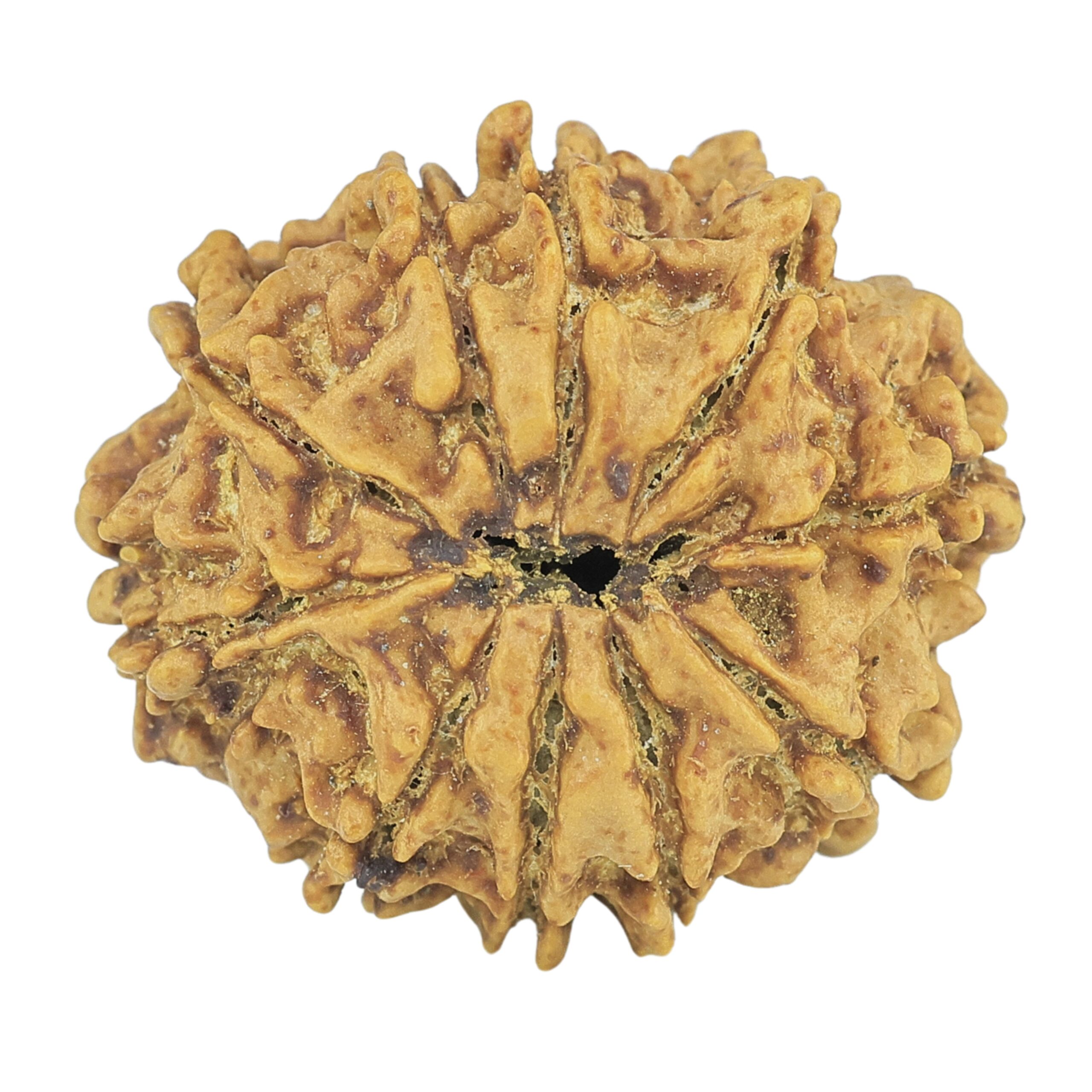 10 Mukhi Rudraksha 24.7mm 3.61gm - Rudraksha back