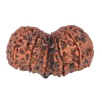11 MK Gaurishankar 36.4mm 7.51gm - Rudraksha back