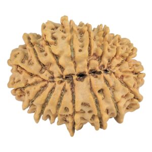 17 Mukhi Rudraksha 29.1mm 4.9gm - Rudraksha back