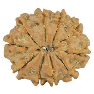 10 Mukhi Rudraksha 24.1mm 3.8gm - Rudraksha back