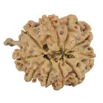 10 Mukhi Ganesh 23.9mm 3.84gm - Rudraksha back