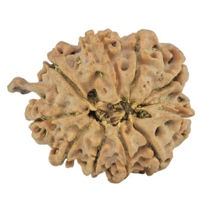 10 Mukhi Ganesh 23.9mm 3.84gm - Rudraksha back