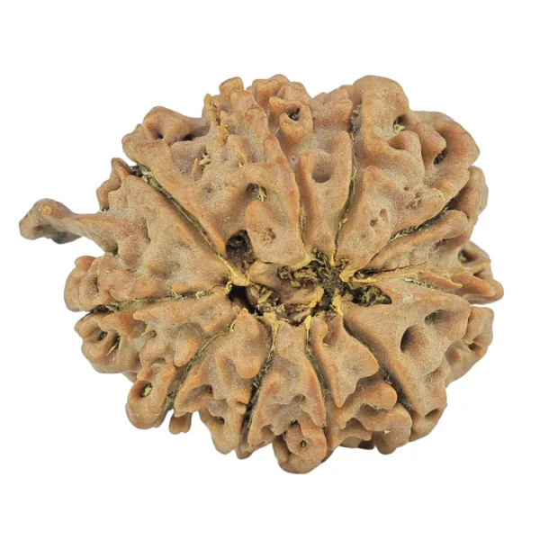 10 Mukhi Ganesh 23.9mm 3.84gm - Rudraksha back