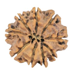 9 Mukhi Rudraksha 25.4mm 4gm - Rudraksha back