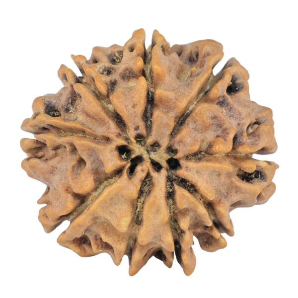 9 Mukhi Rudraksha 25.4mm 4gm - Rudraksha back