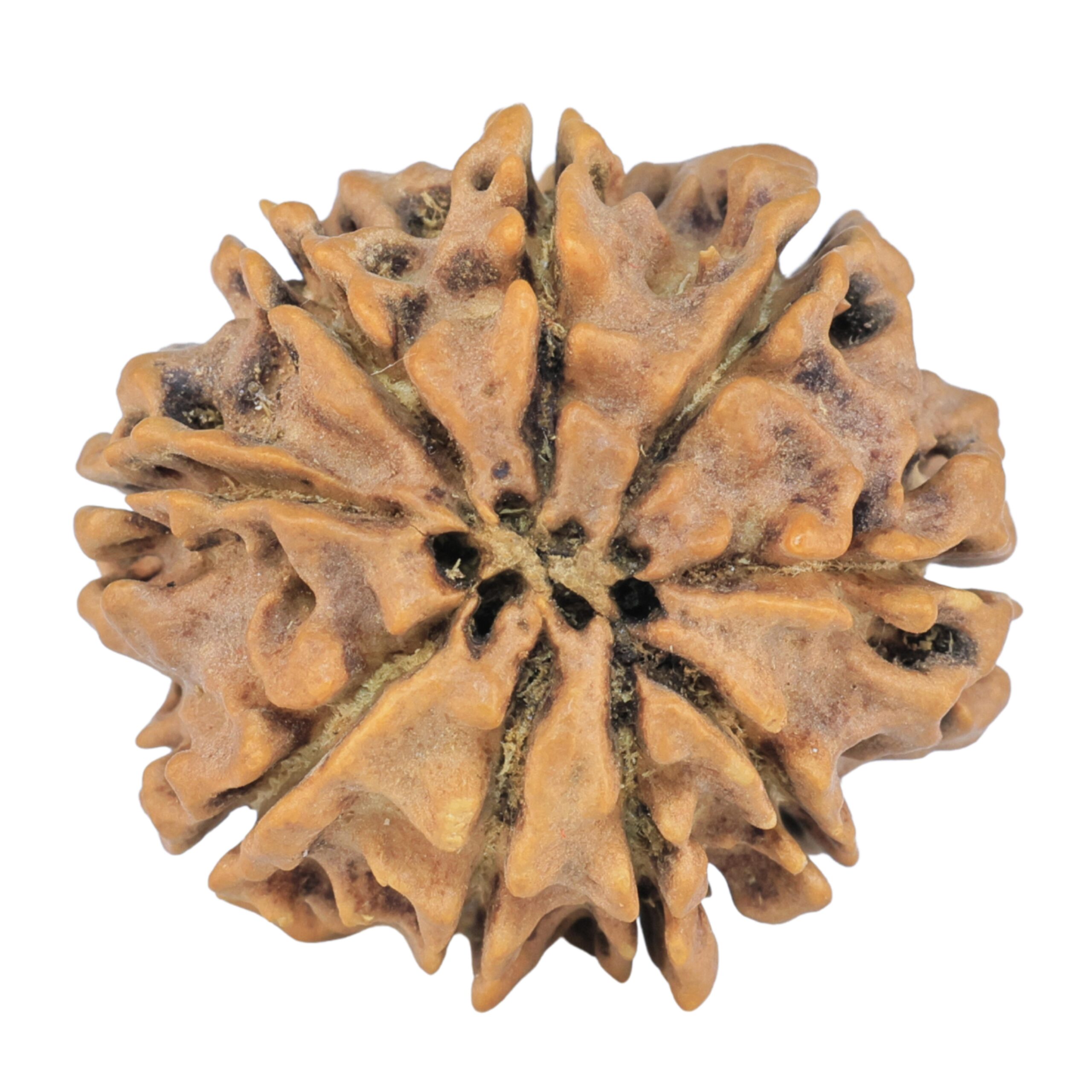 9 Mukhi Rudraksha 25.4mm 4gm - Rudraksha back