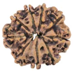 9 Mukhi Rudraksha 28.1mm 4.4gm - Rudraksha back