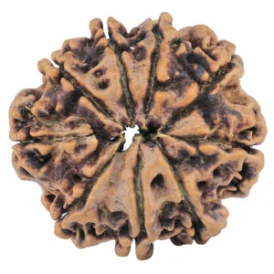 9 Mukhi Rudraksha 28.1mm 4.4gm - Rudraksha back