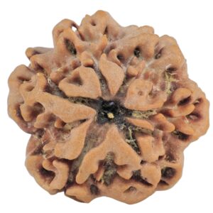 1MK(Underdeveloped) 23.4mm 3.9gm - Rudraksha back