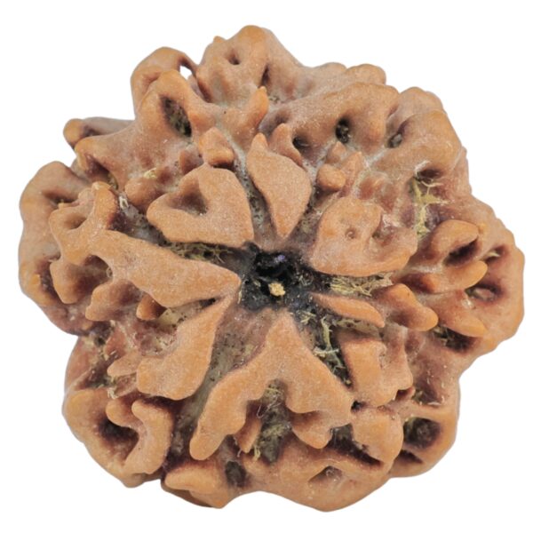 1MK(Underdeveloped) 23.4mm 3.9gm - Rudraksha back