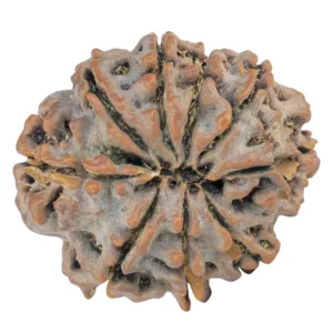 9 Mukhi Rudraksha 26.7mm 5.19gm - Rudraksha back
