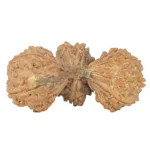 13 Mukhi Trijuti 43.1mm 8.67gm - Rudraksha back