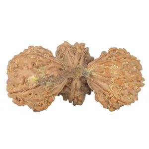 13 Mukhi Trijuti 43.1mm 8.67gm - Rudraksha back