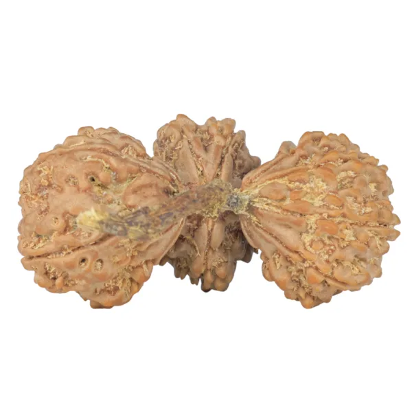 13 Mukhi Trijuti 43.1mm 8.67gm - Rudraksha back