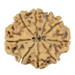 9 Mukhi Rudraksha 26mm 4.08gm - Rudraksha back