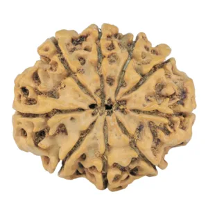 9 Mukhi Rudraksha 26mm 4.08gm - Rudraksha back