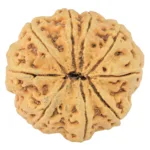 9 Mukhi Rudraksha 30.3mm 6.55gm - Rudraksha back