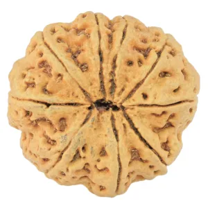9 Mukhi Rudraksha 30.3mm 6.55gm - Rudraksha back