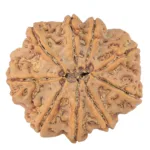 9 Mukhi Rudraksha 31.7mm 8.89gm - Rudraksha back