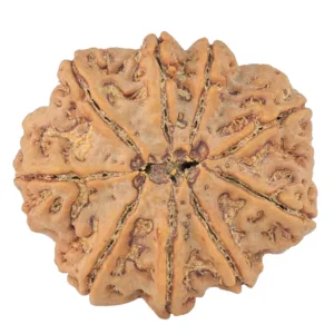 9 Mukhi Rudraksha 31.7mm 8.89gm - Rudraksha back