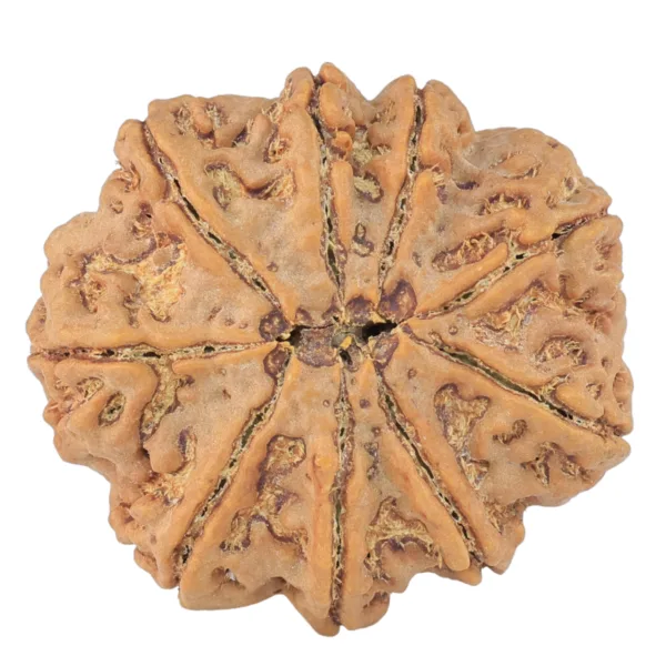 9 Mukhi Rudraksha 31.7mm 8.89gm - Rudraksha back