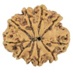 10 Mukhi Rudraksha 25.3mm 3.69gm - Rudraksha back